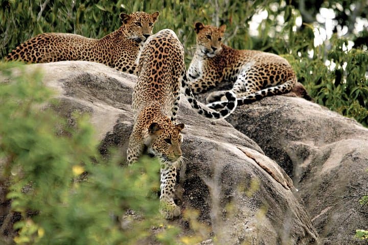 Wild Wonders: 8-Day Sri Lanka Rainforest, Safari & Beach Adventure photo 3