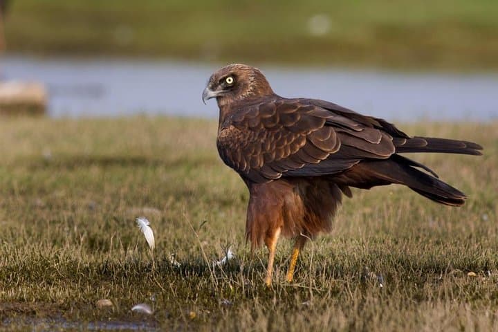 Bhigwan Flamingo Boat Safari: Half-Day Birding from Pune to Ujani Backwaters photo 3