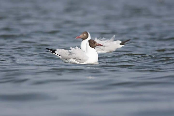 Bhigwan Flamingo Boat Safari: Half-Day Birding from Pune to Ujani Backwaters photo 6