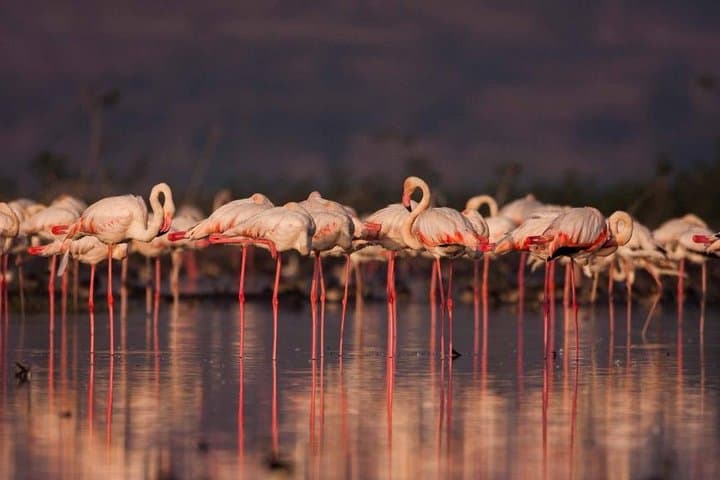 Bhigwan Flamingo Boat Safari: Half-Day Birding from Pune to Ujani Backwaters