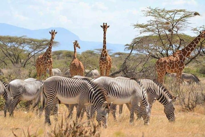 6-Day Kenya Safari: Samburu, Ol Pejeta, Lake Nakuru & Naivasha Adventure photo 6