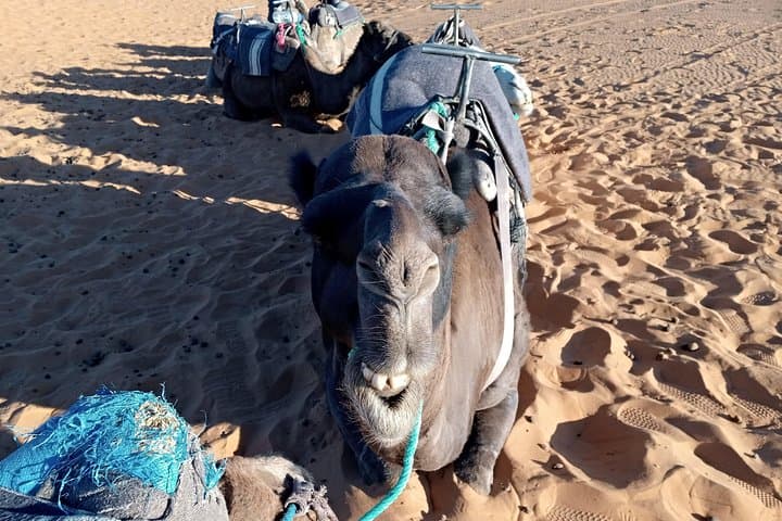 Across the Dunes: Small-Group 3-Day Desert Trip From Fez to Marrakesh