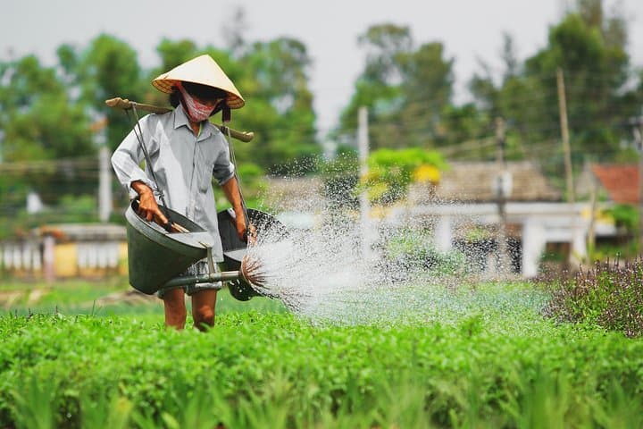 Tra Que Vegetable Village Cooking Class — Hoi An Farm-to-Table Experience photo 6