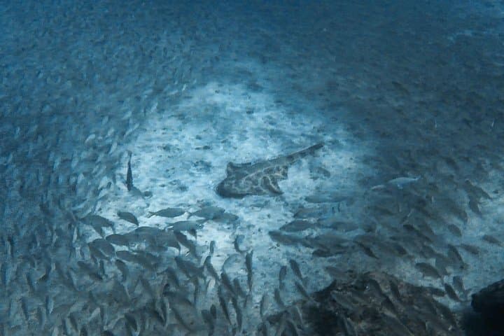 PADI Scuba Diver Course in Puerto de Mogán — 2-Day Open-Water Intro to 12m photo 5