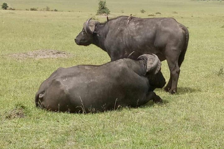 5-Day Kenya Safari: Maasai Mara, Nakuru & Rift Valley Adventure