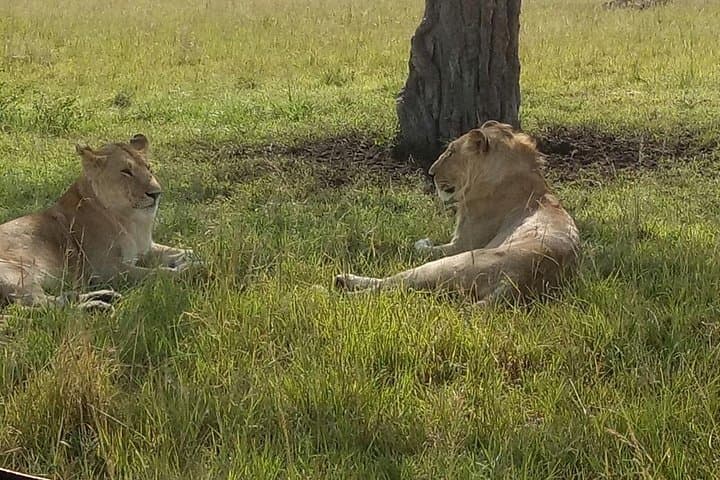 5-Day Kenya Safari: Maasai Mara, Nakuru & Rift Valley Adventure photo 2