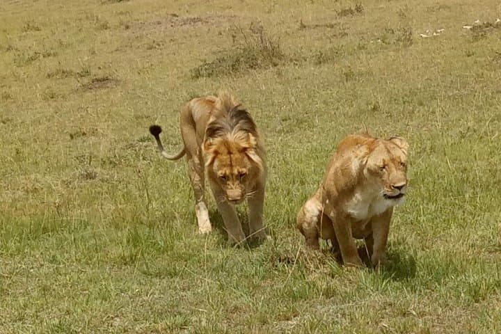 5-Day Kenya Safari: Maasai Mara, Nakuru & Rift Valley Adventure photo 3