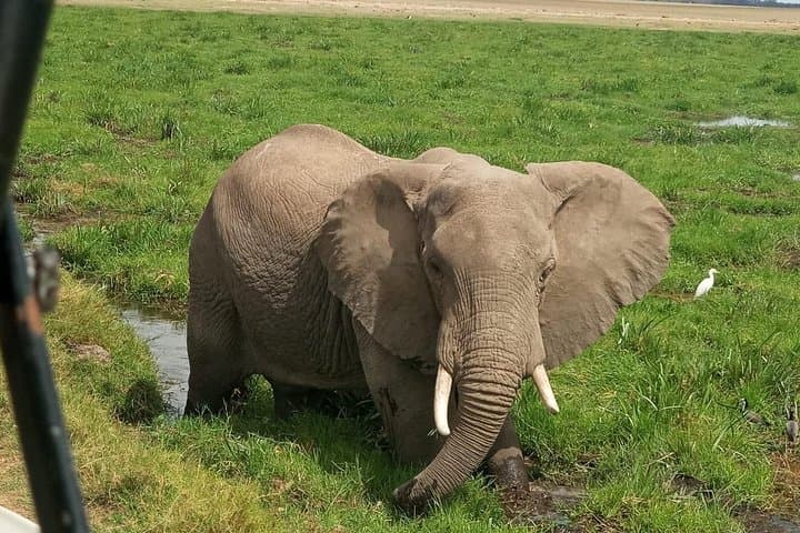 5-Day Kenya Safari: Maasai Mara, Nakuru & Rift Valley Adventure photo 4