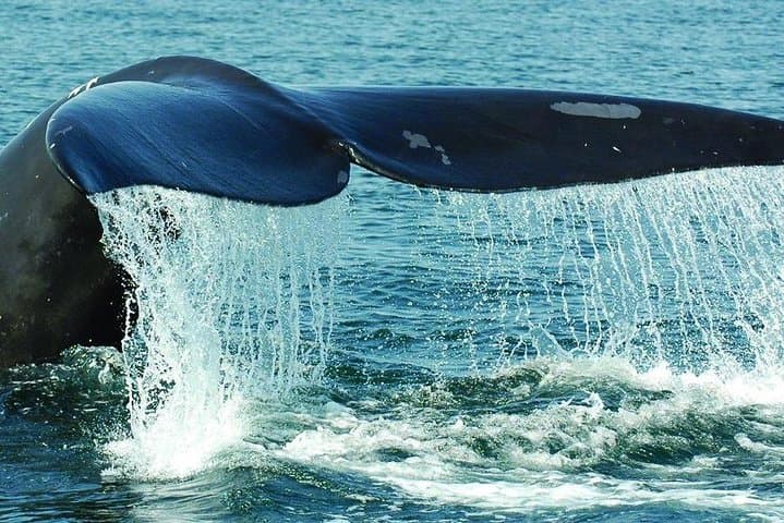 Samaná Bay Whale Watching from Miches or Sabana de la Mar — Cayo Levantado Catamaran Tour