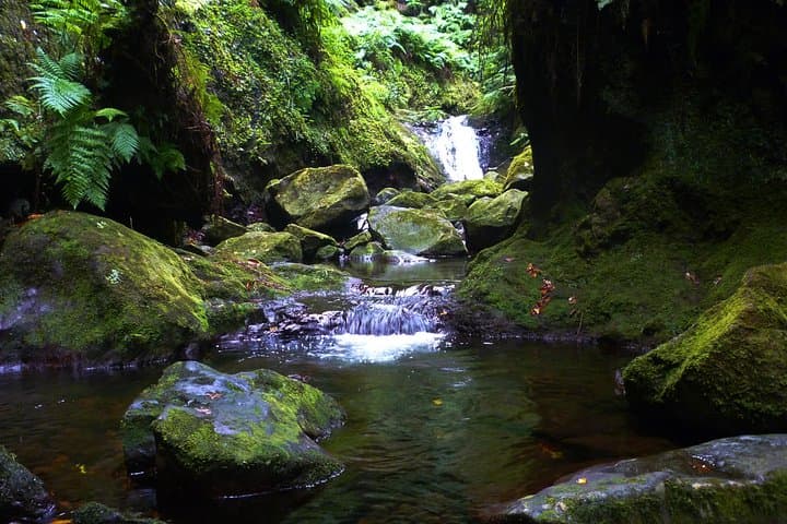 King's Levada (Levada do Rei) — Ribeiro Bonito Day Hike in Madeira photo 2