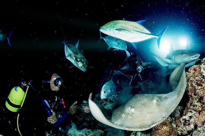 PADI Night Diver Specialty at Puerto de Mogán - Night Scuba Course in Gran Canaria