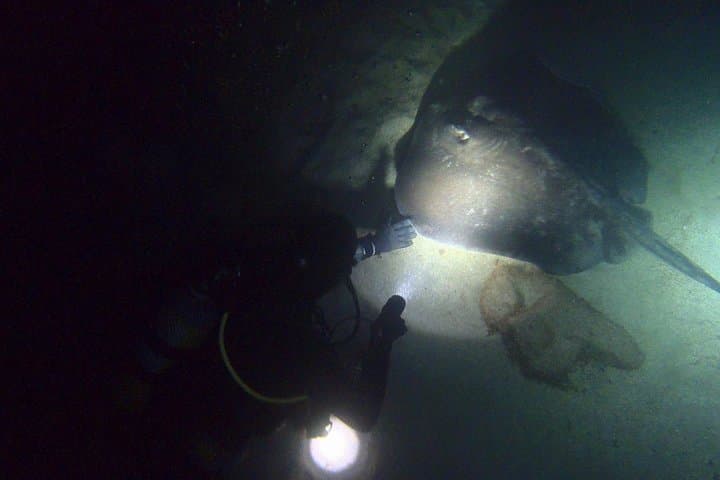 PADI Night Diver Specialty at Puerto de Mogán - Night Scuba Course in Gran Canaria photo 3