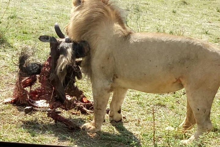 5-Day Kenya Safari: Maasai Mara, Nakuru & Rift Valley Adventure photo 6