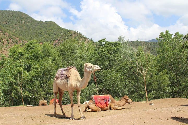 Atlas Mountains Day Trip from Marrakech: Berber Villages, Imlil Trek & Camel Ride photo 4