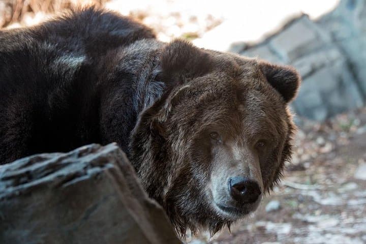 Central Park Zoo Tickets & 4D Theater: What to Know Before You Go photo 6