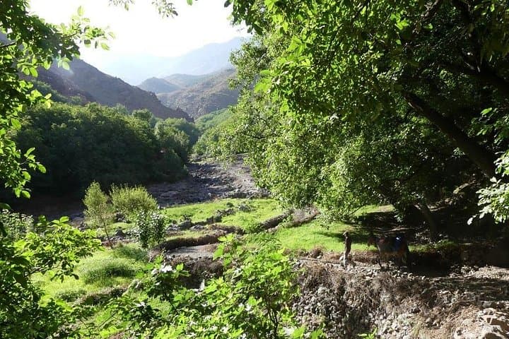 Atlas Mountains Day Trip from Marrakech — Imlil Valley, Berber Villages & Waterfalls photo 3