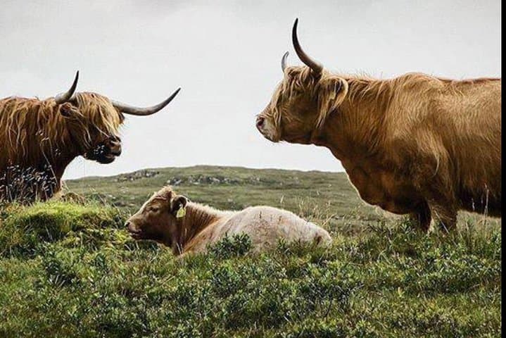 Highlands, Glencoe & Loch Ness Private Day Tour from Edinburgh