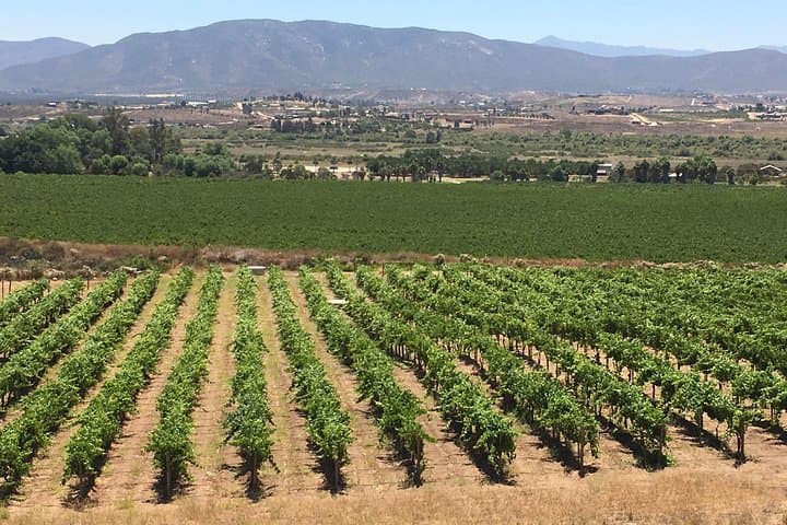 Full-Day Luxury Wine Tasting in Valle de Guadalupe from San Diego photo 4
