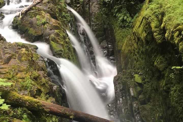 Olympic National Park Day Tour from Seattle — Hurricane Ridge, Lake Crescent & Pacific Coast photo 6