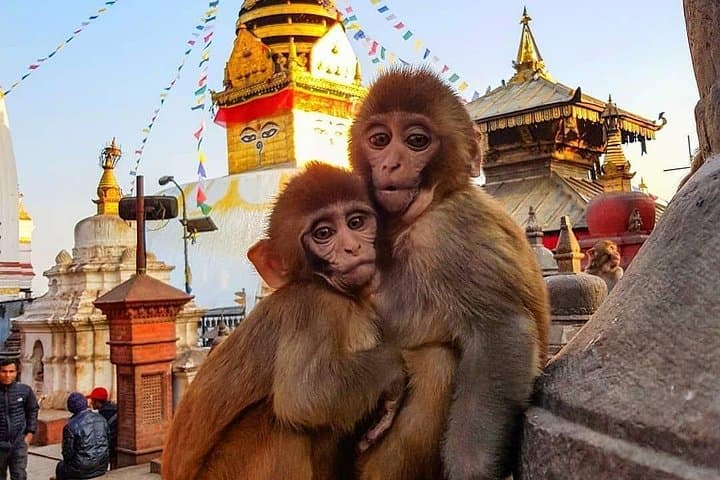 Private Day Tour: Kathmandu Durbar Squares, Swayambhunath & Patan photo 5