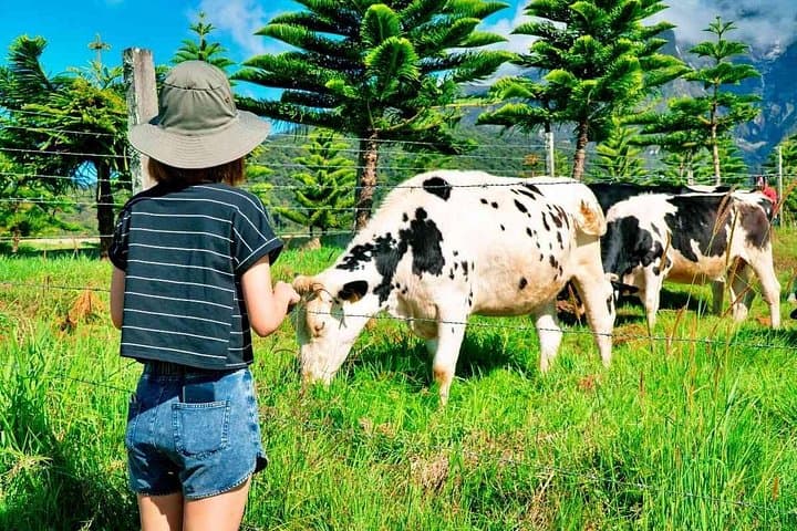 2D/1N Kinabalu Park & Poring Canopy Walk — Desa Cow Farm Tour from Kota Kinabalu