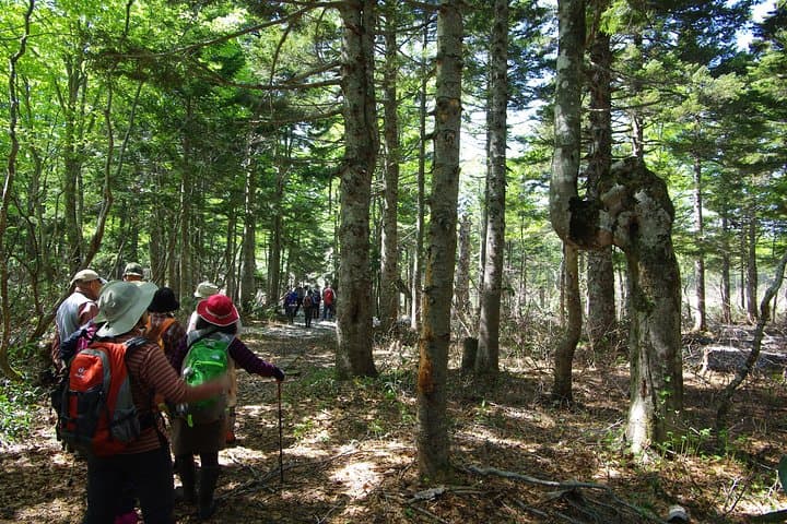 Naganuma Pond Guided Walk and Fuke-no-yu Onsen: Akita Forest Snowshoe Experience photo 6