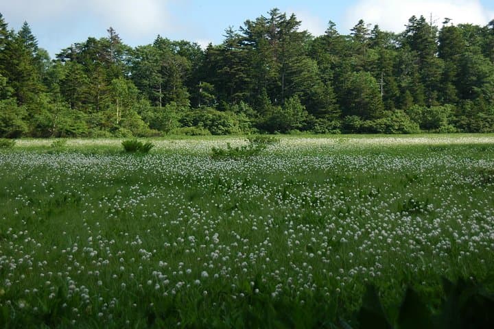 Naganuma Pond Guided Walk and Fuke-no-yu Onsen: Akita Forest Snowshoe Experience photo 3