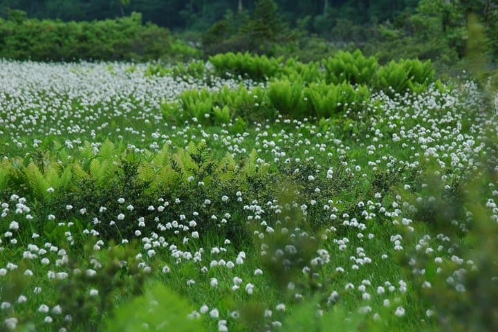 Naganuma Pond Guided Walk and Fuke-no-yu Onsen: Akita Forest Snowshoe Experience photo 4