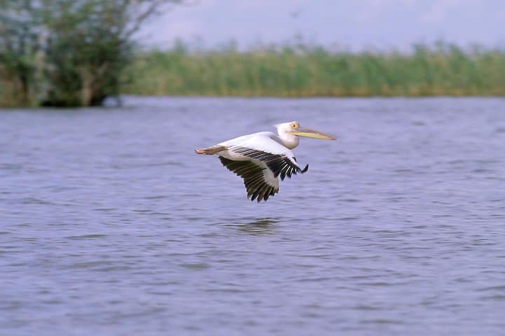 Ethiopia Birdwatching: 10-Day Endemics and Rift Valley Lakes Tour photo 5