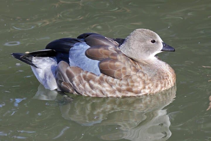Ethiopia Birdwatching: 10-Day Endemics and Rift Valley Lakes Tour photo 3