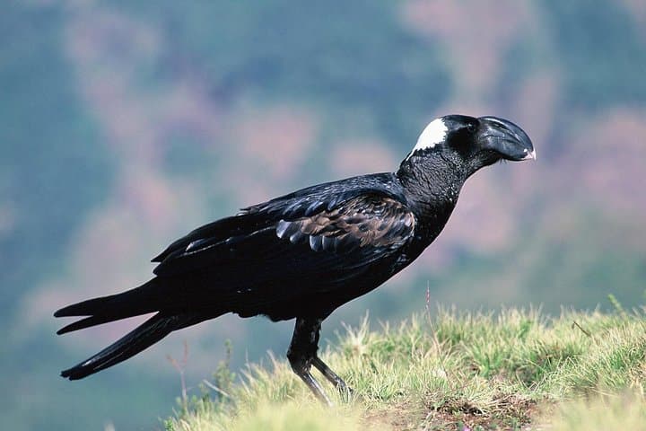 Ethiopia Birdwatching: 10-Day Endemics and Rift Valley Lakes Tour photo 6