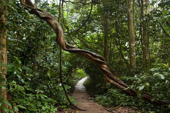 Cuc Phuong National Park: Primate Rescue, Ancient Caves & Forest Trails photo 2
