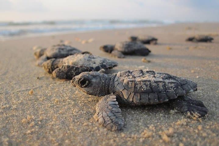 Galle Day Tour from Negombo: Galle Fort, Madu River & Turtle Hatchery photo 5
