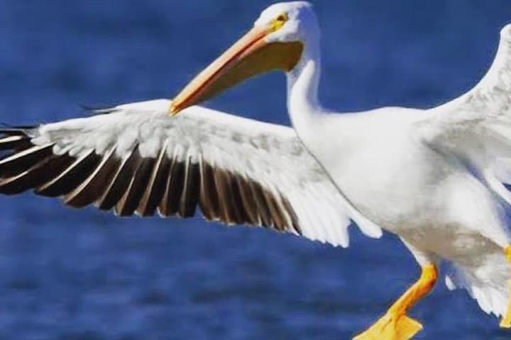 Ethiopia Birdwatching: 10-Day Endemics and Rift Valley Lakes Tour photo 4