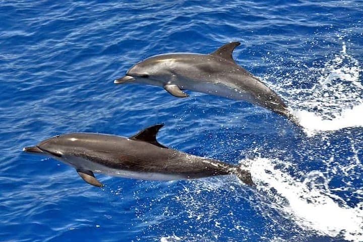 Dolphin Search Cruise from Puerto de Mogán on KEEPER UNO