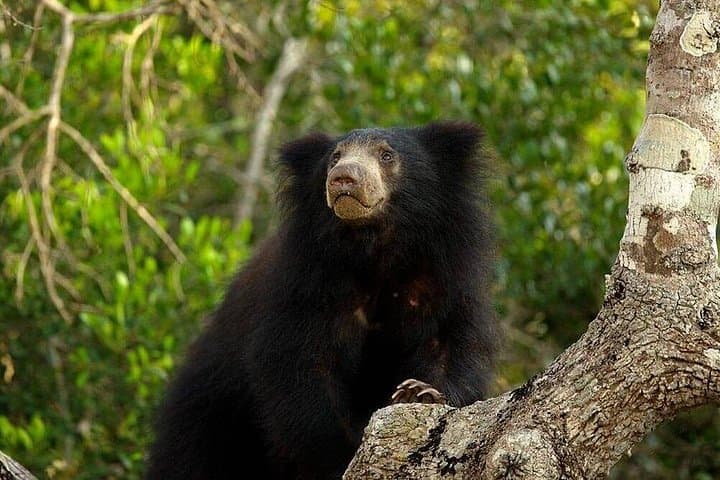 Private Full-Day Safari to Wilpattu National Park from Negombo — Leopard, Elephant & Birdwatching photo 4