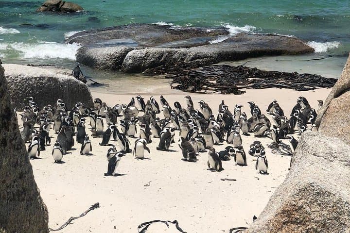 Cape Peninsula Private Tour: Scenic Drive to Cape Point, Boulders Beach & Penguin Colony photo 4