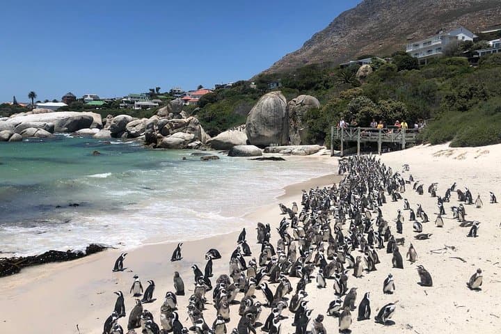 Cape Peninsula Private Tour: Scenic Drive to Cape Point, Boulders Beach & Penguin Colony photo 5