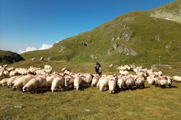 Făgăraș Mountains Expedition — 6-Day Crest Trek from Brașov to Moldoveanu photo 3