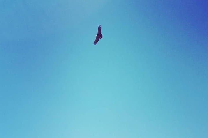 Condor Watching Tour to Valle Nevado & Artisan Village from Santiago photo 4