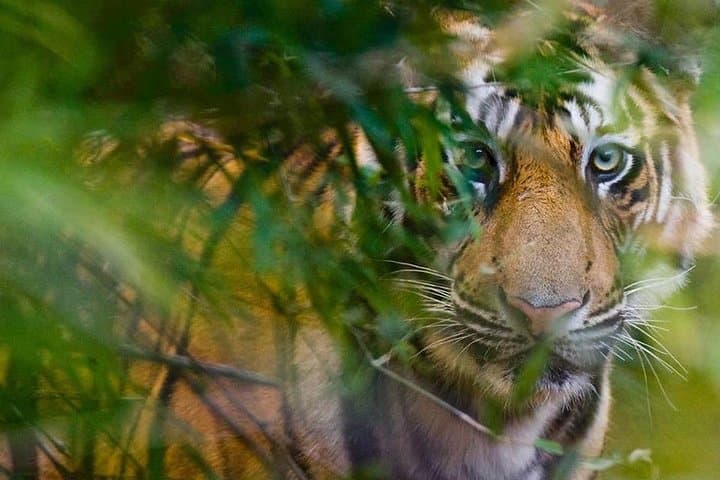 5-Day Golden Triangle and Ranthambore Tiger Safari: Delhi, Agra & Jaipur photo 1
