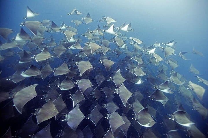 Two-Tank Guided Scuba at Santa Maria & Chileno Bay — Cabo San Lucas photo 1
