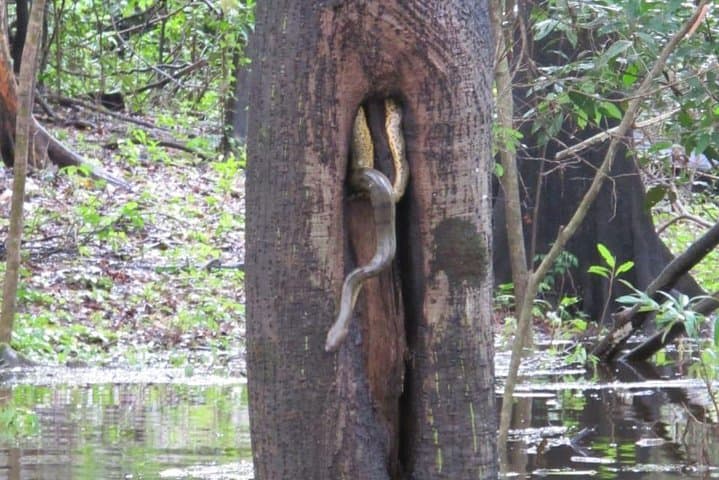 Amazon River Excursion — Orchid Package: 3-Day Manaus Riverboat Adventure photo 5