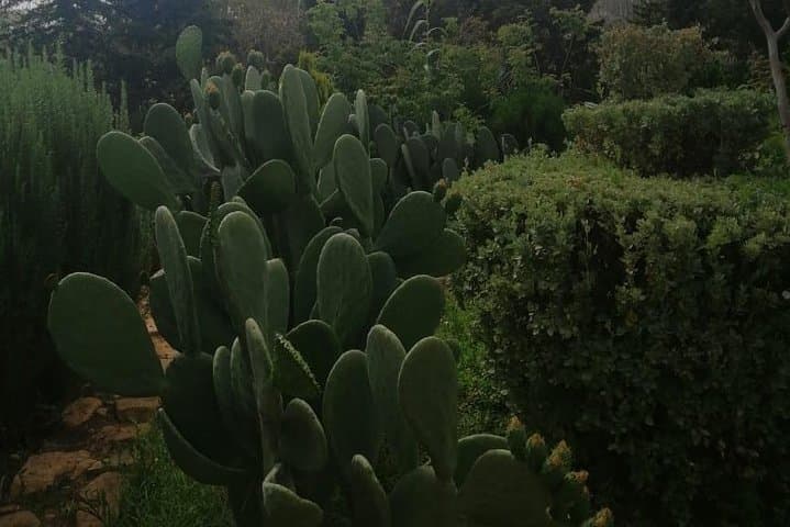 Gateway to Paradise Valley: Half-Day Atlas Mountain Excursion from Agadir photo 3