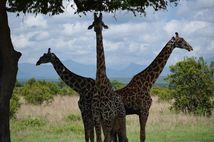 3-Day Safari to Mikumi & Udzungwa: Mikumi Game Drives and Sanje Falls Hike