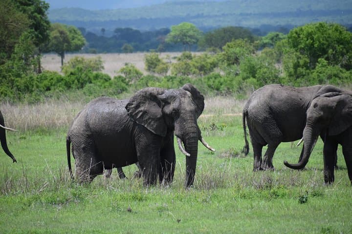 3-Day Safari to Mikumi & Udzungwa: Mikumi Game Drives and Sanje Falls Hike photo 2