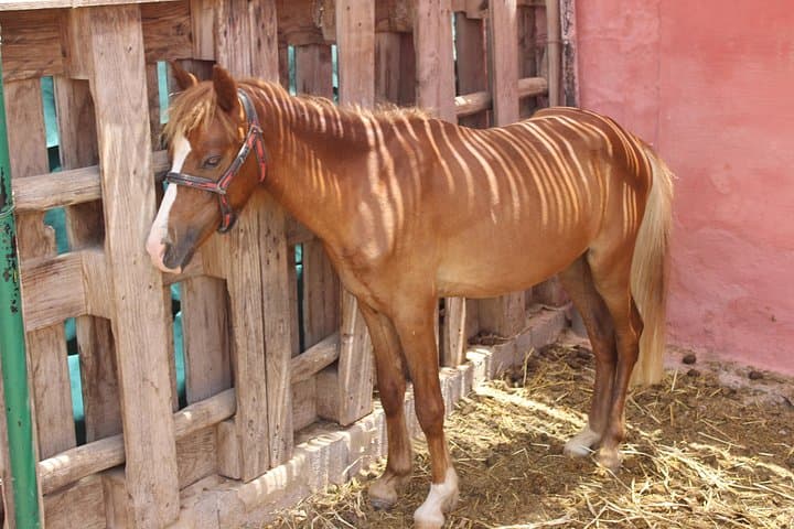 Agadir Horseback Ride Along the Souss River: 1–2 Hour Ranch, Dunes & Mountain Trail photo 3