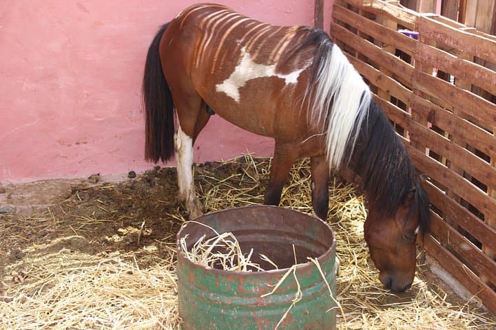 Agadir Horseback Ride Along the Souss River: 1–2 Hour Ranch, Dunes & Mountain Trail photo 4
