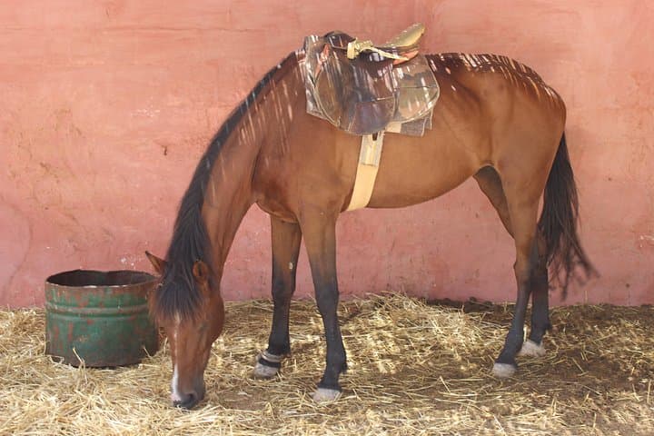 Agadir Horseback Ride Along the Souss River: 1–2 Hour Ranch, Dunes & Mountain Trail