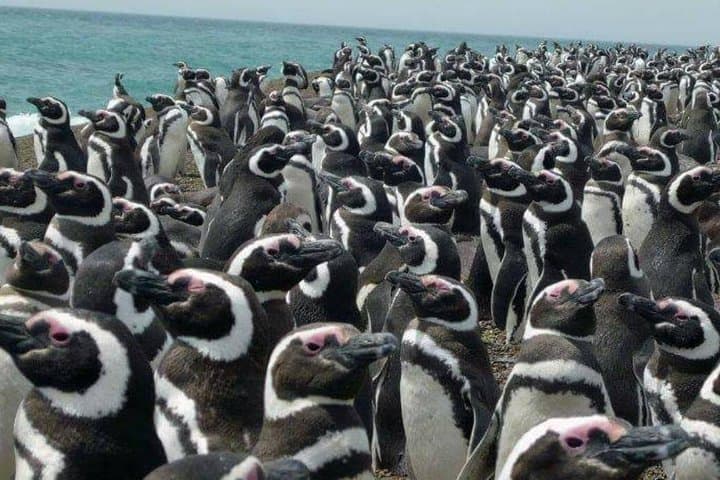 Punta Tombo Penguin Walk from Puerto Madryn: Visit South America's Largest Magellanic Penguin Colony photo 2